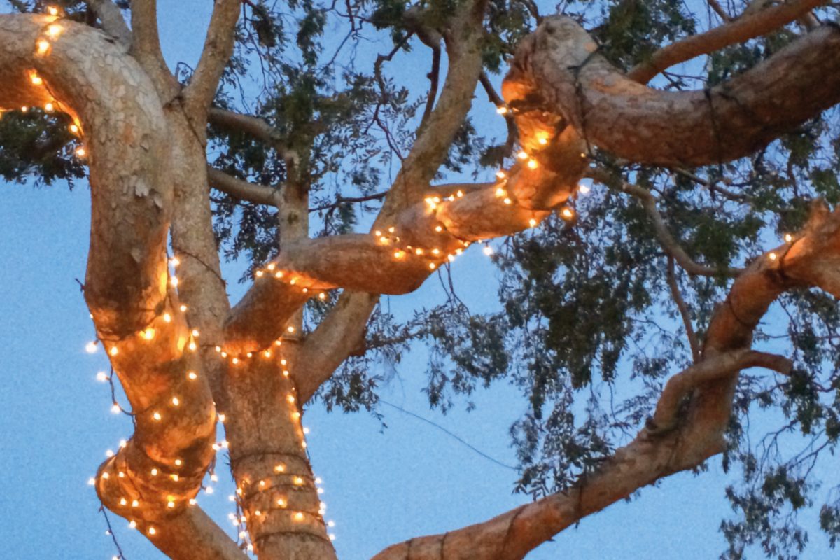 Fairy lights wrap around a tree in Los Angeles