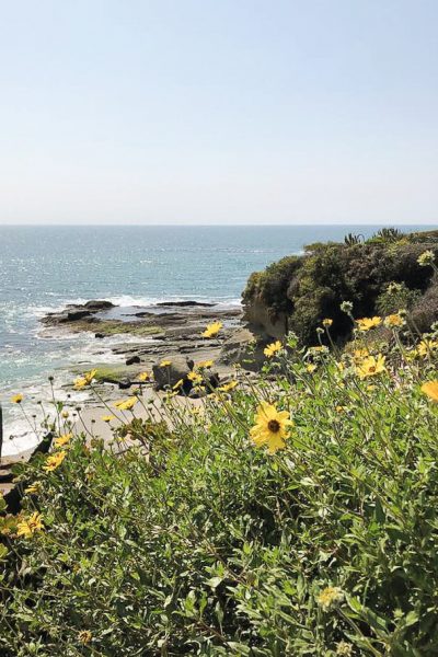 Yellow flowers bloom along the coastline of California.